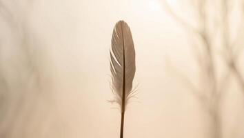 A tight shot of a feather with a background of softly blurred light. photo