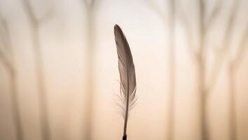 A tight shot of a feather with a background of softly blurred light. photo