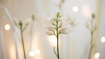 A tight shot of a flower cluster with softly blurred background lights. photo
