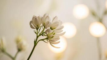 A tight shot of a flower cluster with softly blurred background lights. photo
