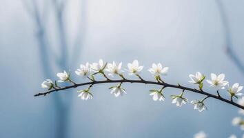Blooming Spring Branch with White Flowers on Blue Background. photo