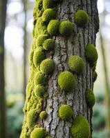 A mossy tree trunk with green moss growing on it photo