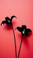 Two black flowers are on a red background photo