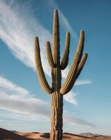 A large cactus stands in the middle of a desert photo