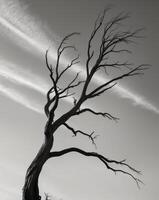 A black and white photo of a dead tree