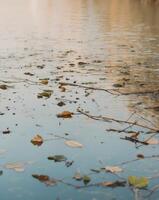 A bird is sitting on the water with leaves photo