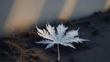 A leaf is sitting on the ground in the sun photo