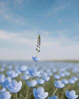 A field of blue flowers with a single flower in the middle photo