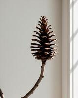 A pine cone on a branch in front of a window photo
