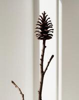A pine cone is sitting on a branch photo