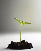 A small plant sprouting from the ground photo