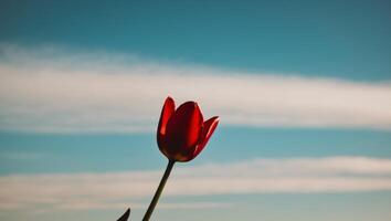 A single red tulip is standing in front of a blue sky photo