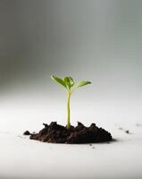 A small plant sprouting from the ground photo