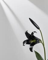 A black lily is in front of a white background photo