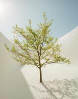 green leafy tree with sunlight filtering through branches. photo