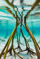 Underwater View of Mangrove Roots and Clear Water. photo