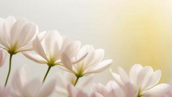 Soft Floral Background with Gentle Color Gradient. photo