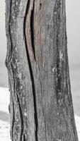 A close up of a tree trunk with a hole in it photo