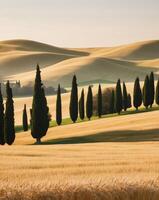 A field of wheat and cypress trees in the countryside photo