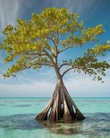 A mangrove tree in the ocean with blue water photo