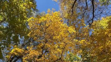 Trees in autumn colors against the blue sky, view from below. Autumn leaves background. Perfect for design element, or any commercial purposes. video