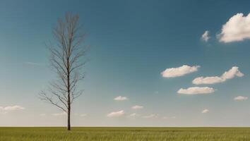 A lone tree stands in a field with a blue sky photo