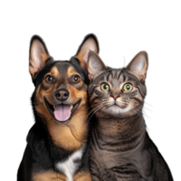 Close up of a smiling dog and cat sitting together, looking forward, on a transparent background. png