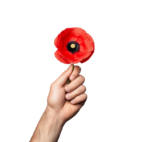 Hand holding a single red poppy flower, symbolizing remembrance and peace, on a transparent background. png