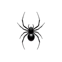 Close up of black spider with long legs and intricate body details on transparent background png