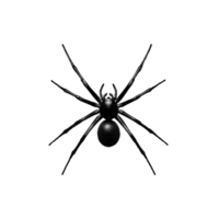 Realistic black spider with detailed legs and round body on transparent background png
