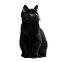 Black cat sitting upright with shiny fur and alert expression on transparent background png
