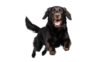 Black dachshund with joyful expression running forward on transparent background png