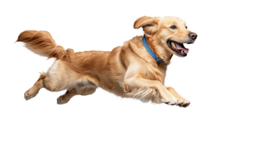 Golden retriever running playfully with happy expression on transparent background png