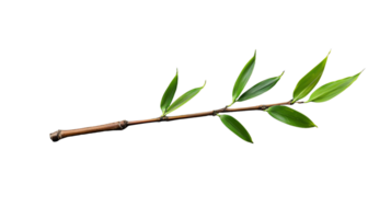 Small eucalyptus branch with elongated green leaves on transparent background png