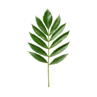 Large palm leaf with multiple green leaflets in fan arrangement on transparent background png