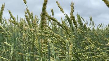 Juicy, fresh green wheat ears sway in spring,summer field under overcast sky, a close-up macro view capturing the crop's youthful vitality amidst the natural setting video