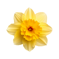 Daffodil top view isolated on transparent background png