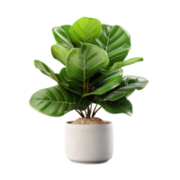 Fiddle Leaf Fig plant in a pot isolated on transparent background png
