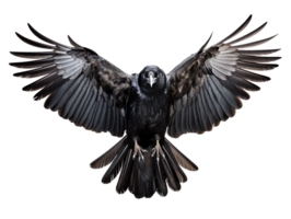 flying crow isolated on transparent background png