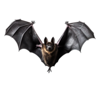 Flying black bat isolated on transparent background png