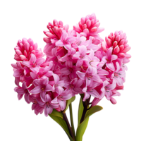 Hyacinth flower isolated on transparent background png