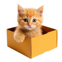 kitten sit in an orange box isolated on transparent background png