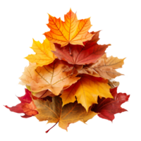 Pile of autumn colored maple leaves isolated on transparent background png
