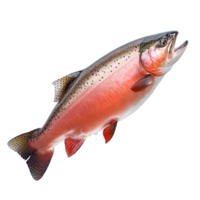 raw trout fish isolated on transparent background png