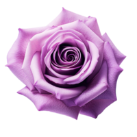 Purple rose flower isolated on transparent background png