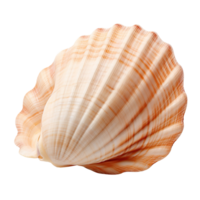 seashell isolated on transparent background png