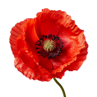 red poppy flower isolated on transparent background png