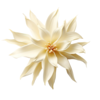Vanilla flower isolated on transparent background png