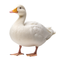white duck isolated on transparent background png
