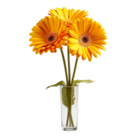 yellow gerber daisy isolated on transparent background png